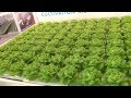 Shallow Water Culture - Hydroponic Lettuce