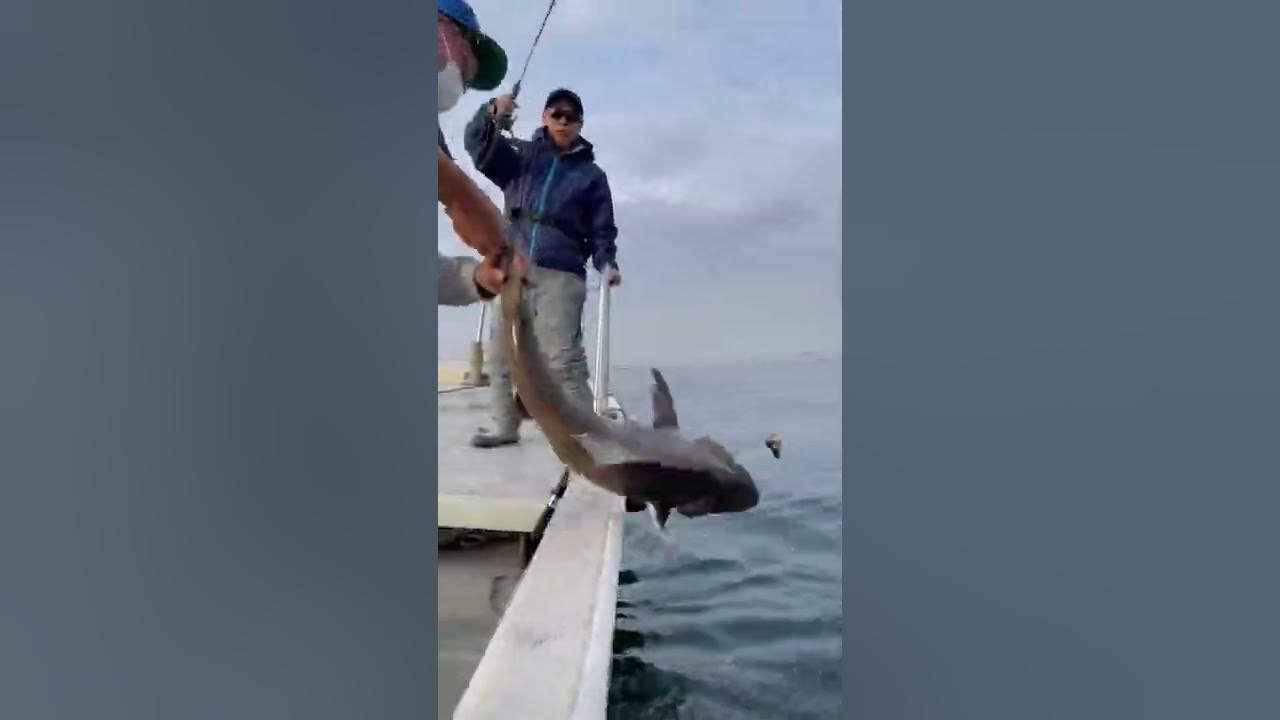 ハマの番長 ドチザメ を狙って釣ったらヤバ過ぎた サメ 東京湾 釣り Youtube