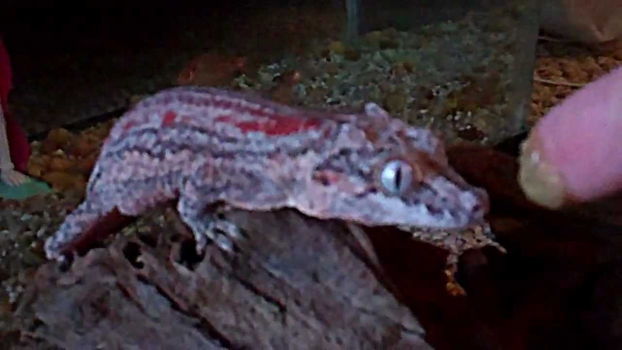 lizard skin grips Gargoyle Gecko Licks up Food