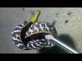 Diving under the sea to catch eels, crabs and sea cucumbers | Part 156-3
