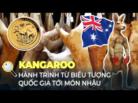 Video: Cách Chọn Kangaroo