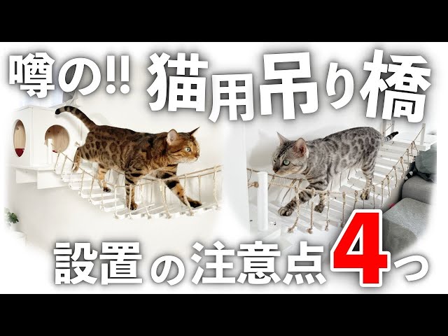 実際どうなの？』噂の猫用吊り橋を付けた結果…【注意点4つ】 - YouTube