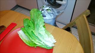 Фима жует салат