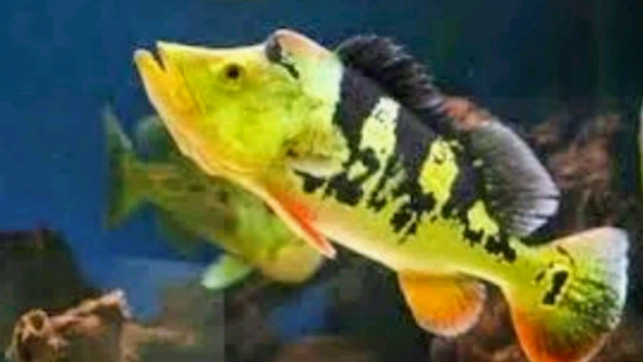 Ikan Monoculus Peacock Bass P Bass Monoculus Cichlid YouTube