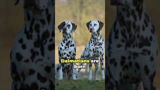 Dalmatian shocking facts: It's Not Just Dots! #shorts #dog