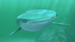 Finding Dory - hi who's talking? !! | Sponsored by Gamavision Csupo Effects