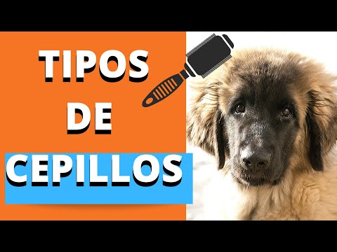 Video: ¿Qué tipo de cepillo usan los peluqueros de perros?