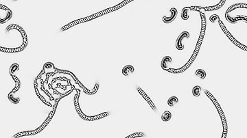 Cellular Automata - Slackermanz - VKAutomata1430 SCALE