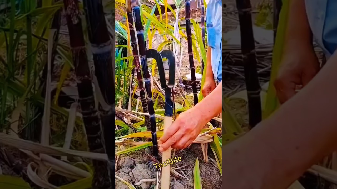 Sugarcane Leaf Stripper & Corn Leaf Thresher | Essential Agricultural Tools in Action