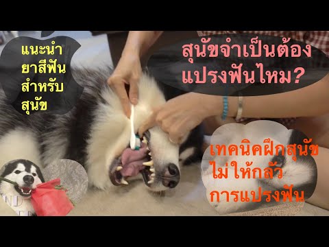 วีดีโอ: 4 วิธีดูแลฟันที่ดีสามารถปรับปรุงฟันสุนัขของคุณได้