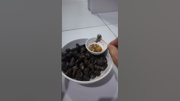 ốc đắng siêu to khổng lồ ngon quá 😋😋😋😋😁🤪🤪