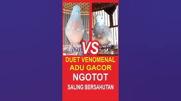 perkutut lokal SALING BERSAHUTAN