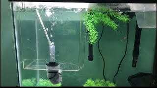 DIY Breeder Box (Filtered) For Aquarium Fish