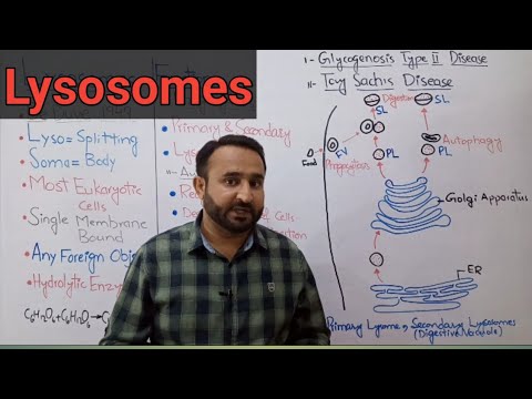 Lysosomes | Storage Diseases | Primary Lysosomes | Secondary Lysosomes | Class 11 Biology