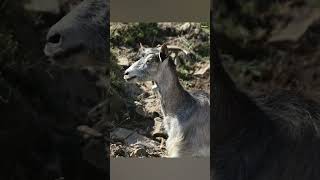 Noi Capre Sappiam Il Fatto Nostrosicuramente Sappiam Risolver I Problemi