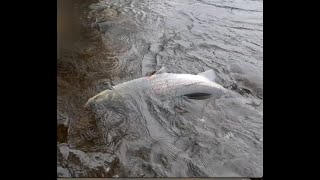 Salmon fishing at Lower Bolfracks on the River Tay