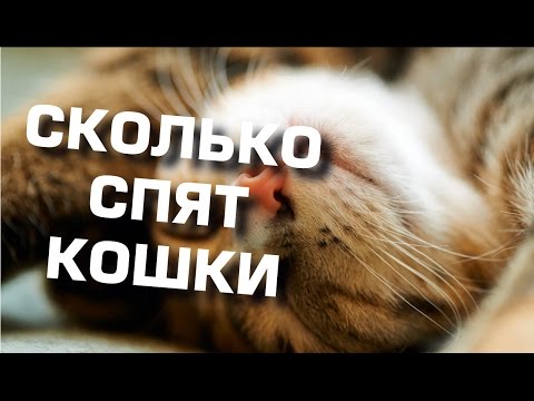 Сколько спят кошки. Как и где любят это делать.