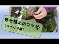 【寄せ植えのやり方】3月のロベリア