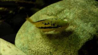 Download Lagu Trichromis salvini protecting spawn