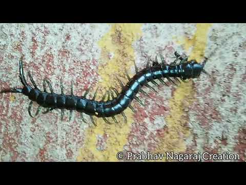 Centipede Is Attacked By Ants | ಶತಪದಿ | ಲಕ್ಷ್ಮಿ ಚೇಳು|  Prabhav Nagaraj Creation