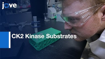 CK2 Kinase Substrates Identification by Versatile Biochemical Approach | Protocol Preview