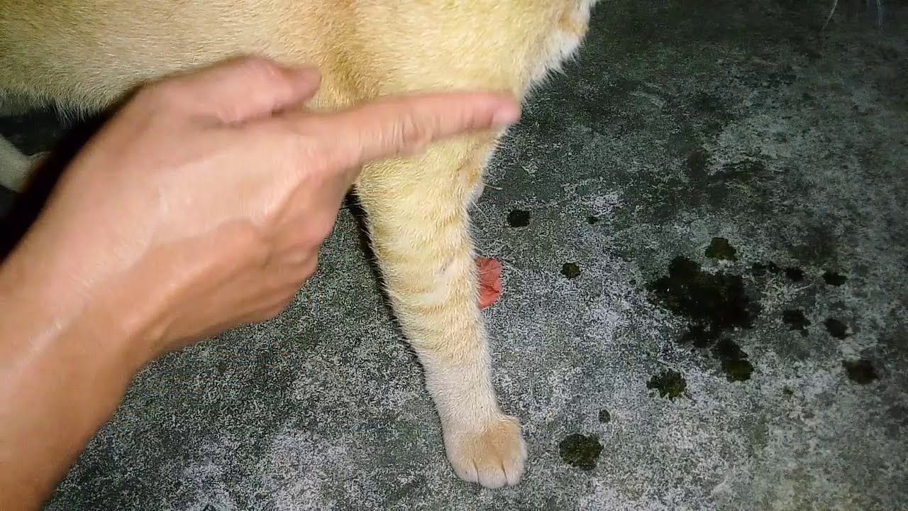 Malunggay Syrup For Cat's Health Condition YouTube