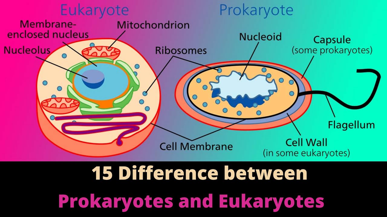 Difference Between Prokaryotes vs Eukaryotes Microbiology Hindi