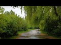 Rain Walk in Country Park,UK │ Umbrella and Nature Sounds ASMR