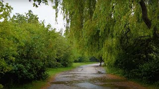 Rain Walk in Country Park,UK │ Umbrella and Nature Sounds ASMR