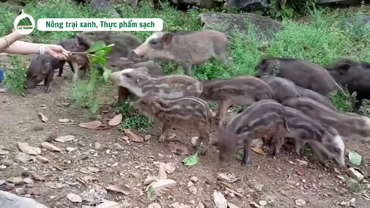 Heo rừng lai nuôi thả rông tại Nông trại Lạc Sơn 