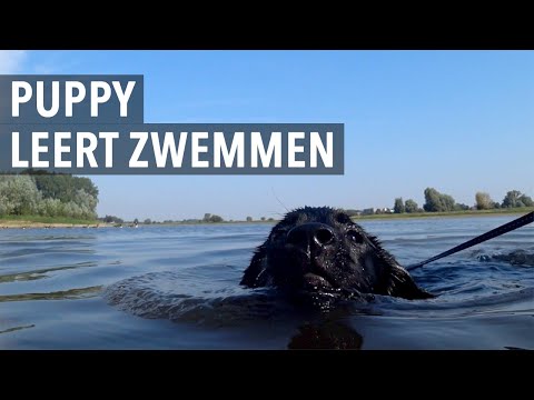 Video: Hoe Leer Je Je Hond Zwemmen?