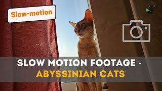 Cute Abyssinian Cats: Mesmerizing Slow Motion Frames by Meow Moments 46 views 5 months ago 3 minutes, 20 seconds