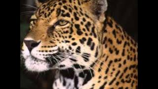 Daca Daniel nu avea credinta