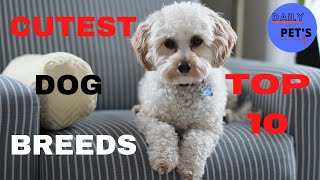 Top 10 Cutest Dog Breeds | Cute Dogs | Daily Pets
