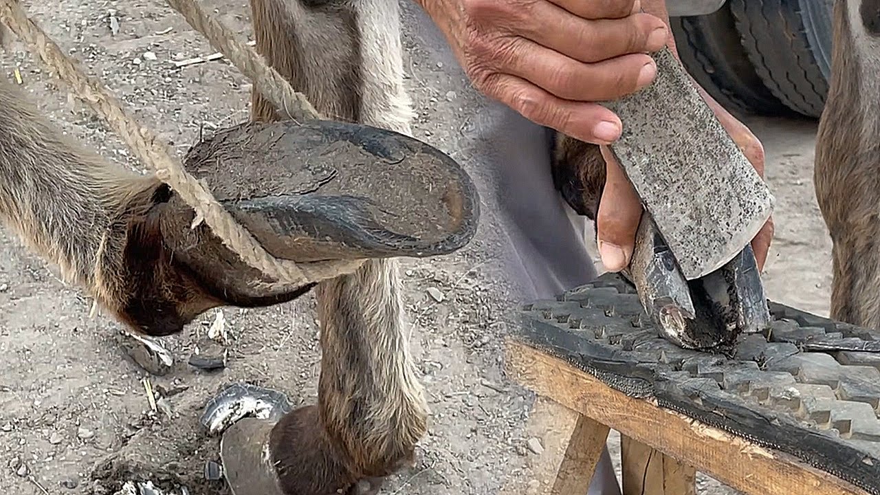 Rescue Donkey With Overgrown Hooves🐎Satisfying Donkey Hoof Trimming-Relax \U00266