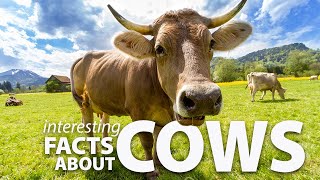 Interesting Facts about Cows