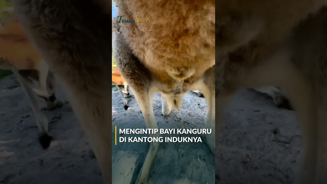 Mengintip Bayi Kanguru di Kantong Induknya 