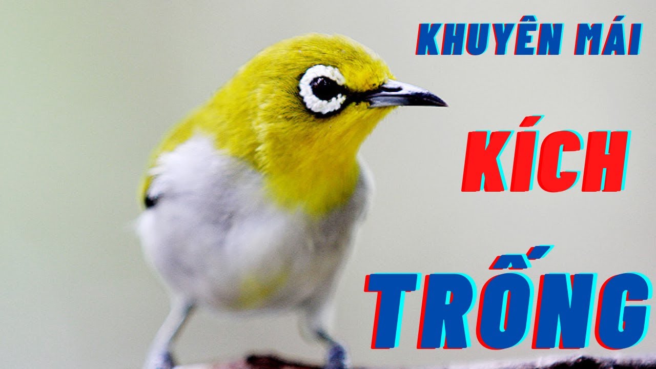 KHUYÊN MÁI NON SIÊU HAY - GỌI KHUYÊN TRỐNG BỔI NHANH LÍU HÓT MẠNH