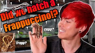 We Hatched a Frappuccino Crested Gecko!!! (I think)