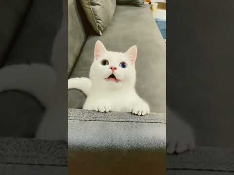 Çok Tatlı Kedi Videoları