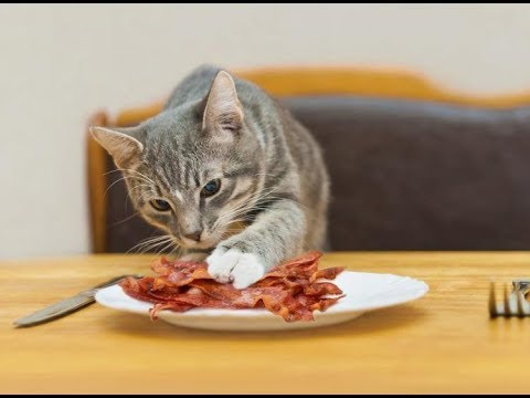 animals-&-babies-eating-bacon!-the-bacon-song-ft.-bacon-is-good-for-me!-new-meme-share!