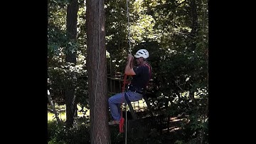 Tree ascend and rappel with "frog" ascending system and Sterling ATS