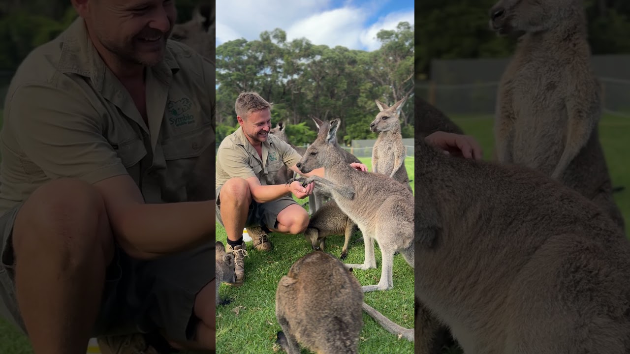 Zookeeper Dan thought he was in charge…he's not.   #symbiowildlifepark