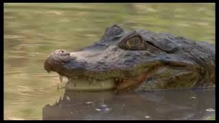 The Broad Snouted Caiman