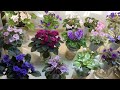 AFRICAN VIOLETS - Blooming in October 2020 - Part II - Miniatures & Bubble Garden