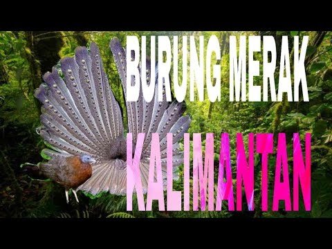  Burung  merak  langka  kalimantan YouTube