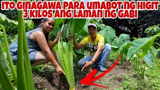 Paano Magtanim at Mapalaki ng Sobra ang Laman ng Gabi?