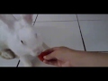 Bunny eating watermelon  valesews