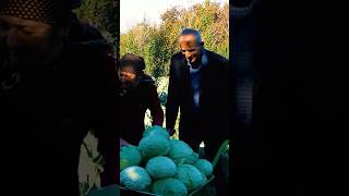 Grandma and Grandpa Harvest Cabbage in a Peaceful Village 🍃🥬