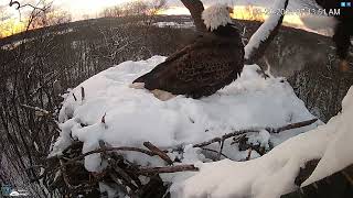 Hanover Pa Live Streaming Bald Eagle Nest Webcam Hdontap Com Mozilla Firefox 2024 01 20 07 12 5